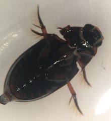 Tropisternus quadristriatus