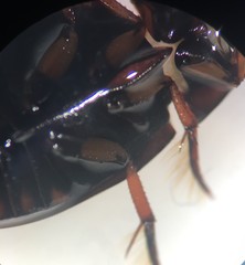 Tropisternus quadristriatus