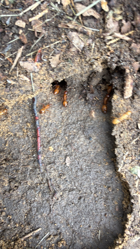 Chestnut Carpenter Ant