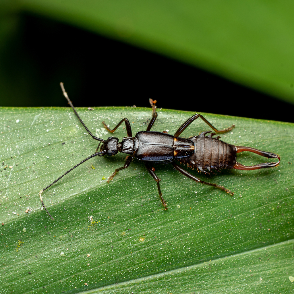 Ancistrogaster significans