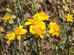 Eriophyllum latilobum