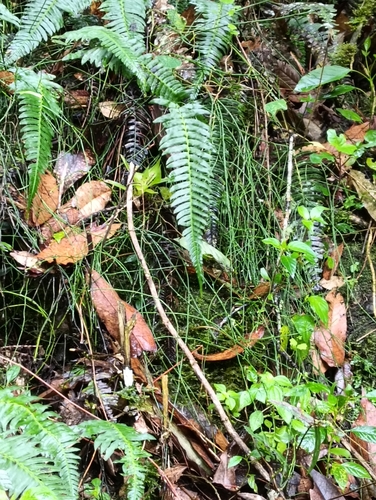 Equisetum bogotense, photograph 5