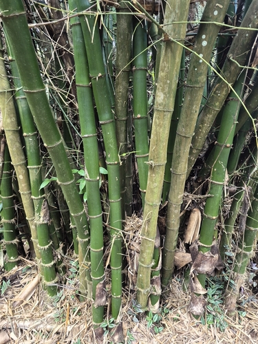 Bambusa vulgaris, photograph 3