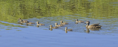 iNaturalist: (c) Daryl de Beer, some rights reserved (CC BY-NC), uploaded by Daryl de Beer iNaturalist image