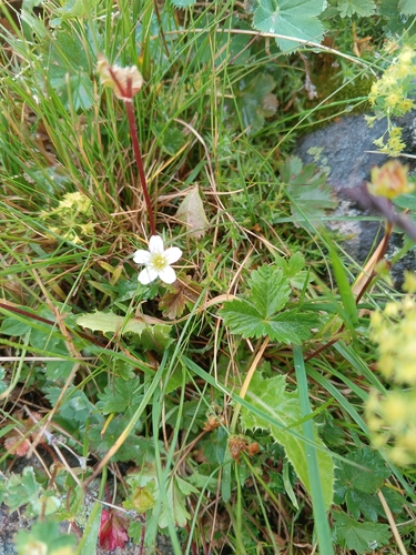 Pseudocherleria imbricata, photograph 3