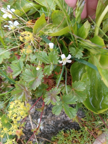 Pseudocherleria imbricata, photograph 5