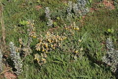 Hermannia multiflora