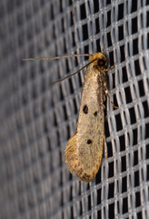 Tinea trinotella