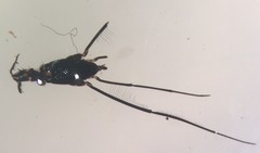 Rheumatobates tenuipes
