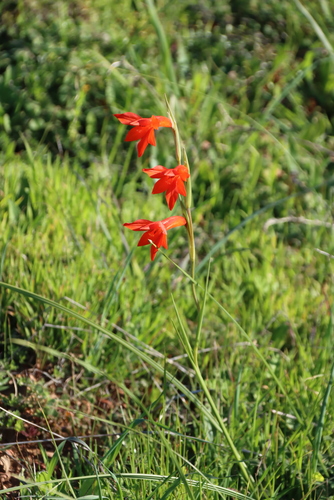 Gladiolus watsonius, photograph 6