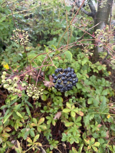 bristly sarsaparilla