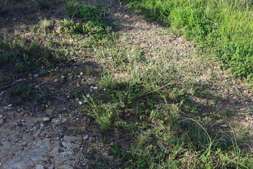 Struthiola dodecandra, photograph 1