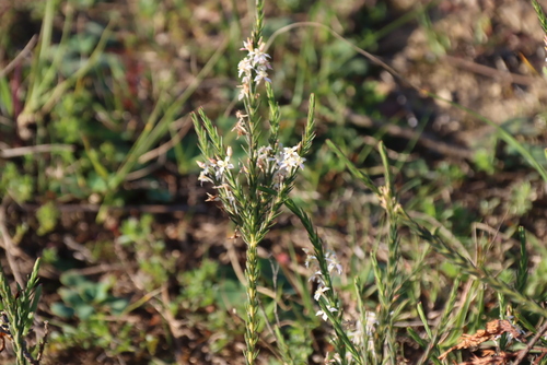Struthiola dodecandra