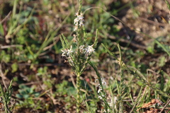 Struthiola dodecandra