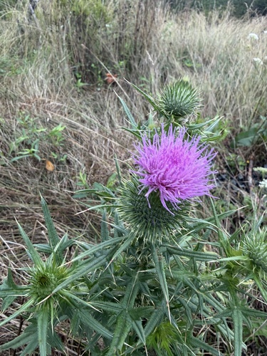 Bull Thistle