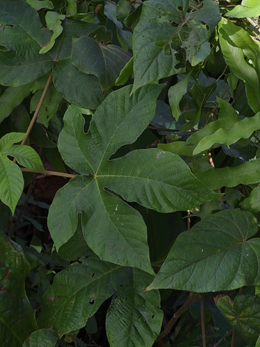 Cecropia palmata, photograph 5