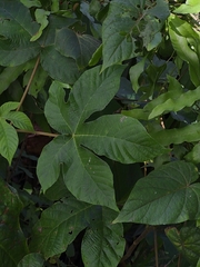 Cecropia palmata, photograph author not stated, no rights reserved
