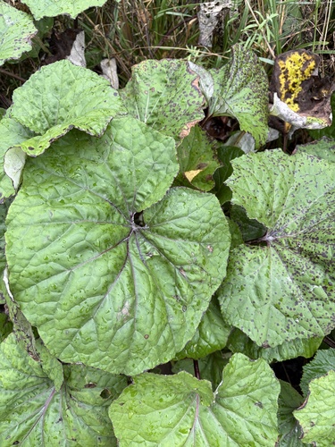 colt's-foot