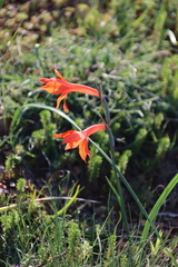 Gladiolus watsonius, photograph (c) Tony Rebelo, some rights reserved (CC BY-SA)