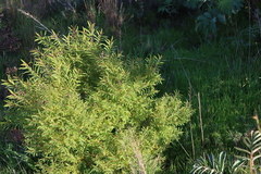 Hypericum canariense