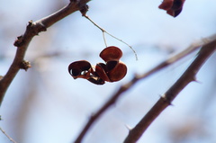 Piptadenia obliqua