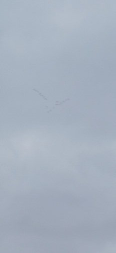 Greylag Goose