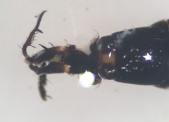 Rheumatobates tenuipes