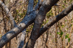Piptadenia obliqua