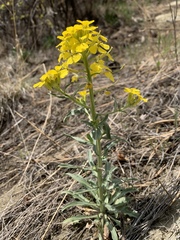 Erysimum asperum
