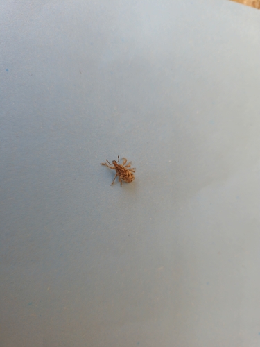 Cyphocleonus dealbatus