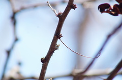 Piptadenia obliqua