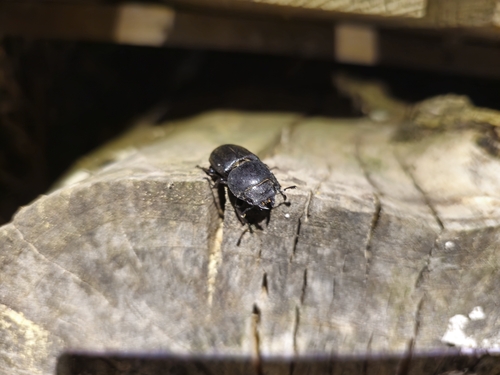 Lesser Stag Beetle