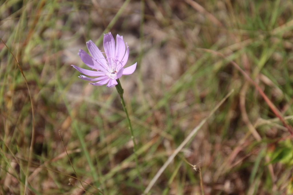 Lygodesmia texana; photograph (c) James Todd McCann, some rights reserved (CC BY)