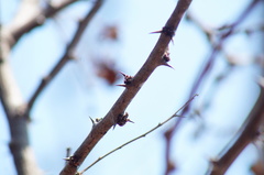 Piptadenia obliqua