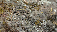 Sceloporus anahuacus