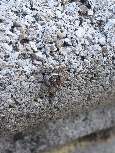 Half-edged Wall Jumping Spider