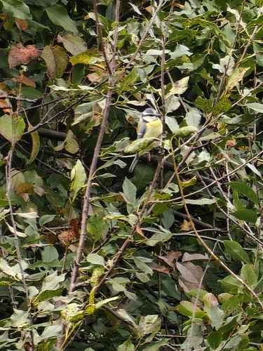 Eurasian Blue Tit