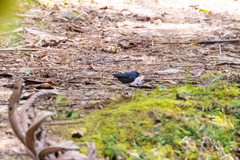 Spodiornis rusticus
