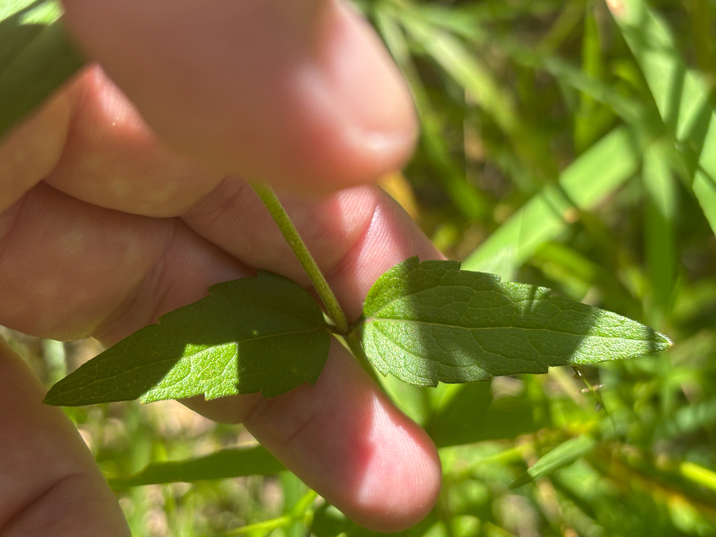 Eupatorium pilosum; photograph (c) Scott Cave, some rights reserved (CC BY)