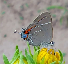 Satyrium favonius autolycus