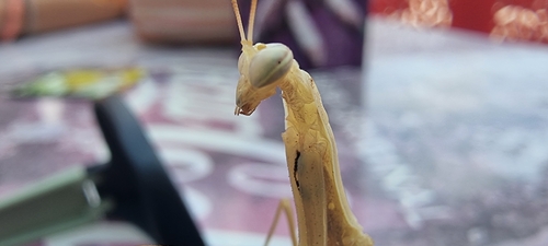 European Mantis