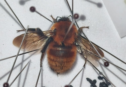 Hedin's Bumble Bee
