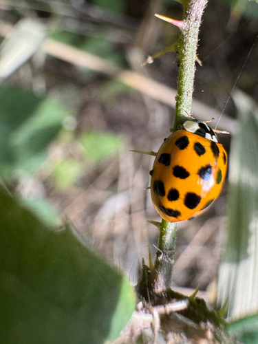 Asian Lady Beetle