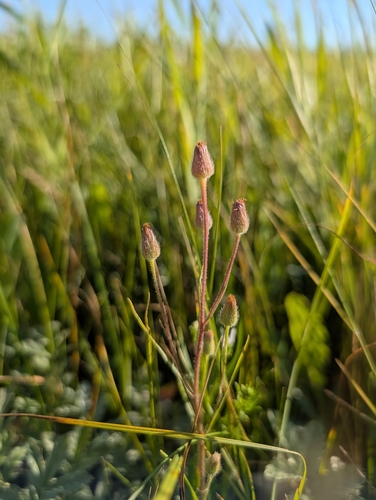 Erigeron lonchophyllus, 2026-08-21