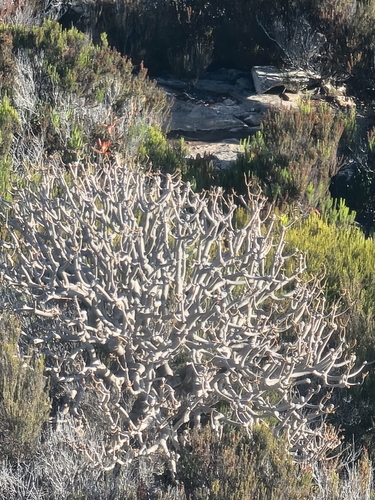 Euphorbia piscatoria, photograph 3
