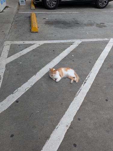 Domestic Cat