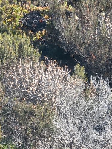 Euphorbia piscatoria, photograph 4