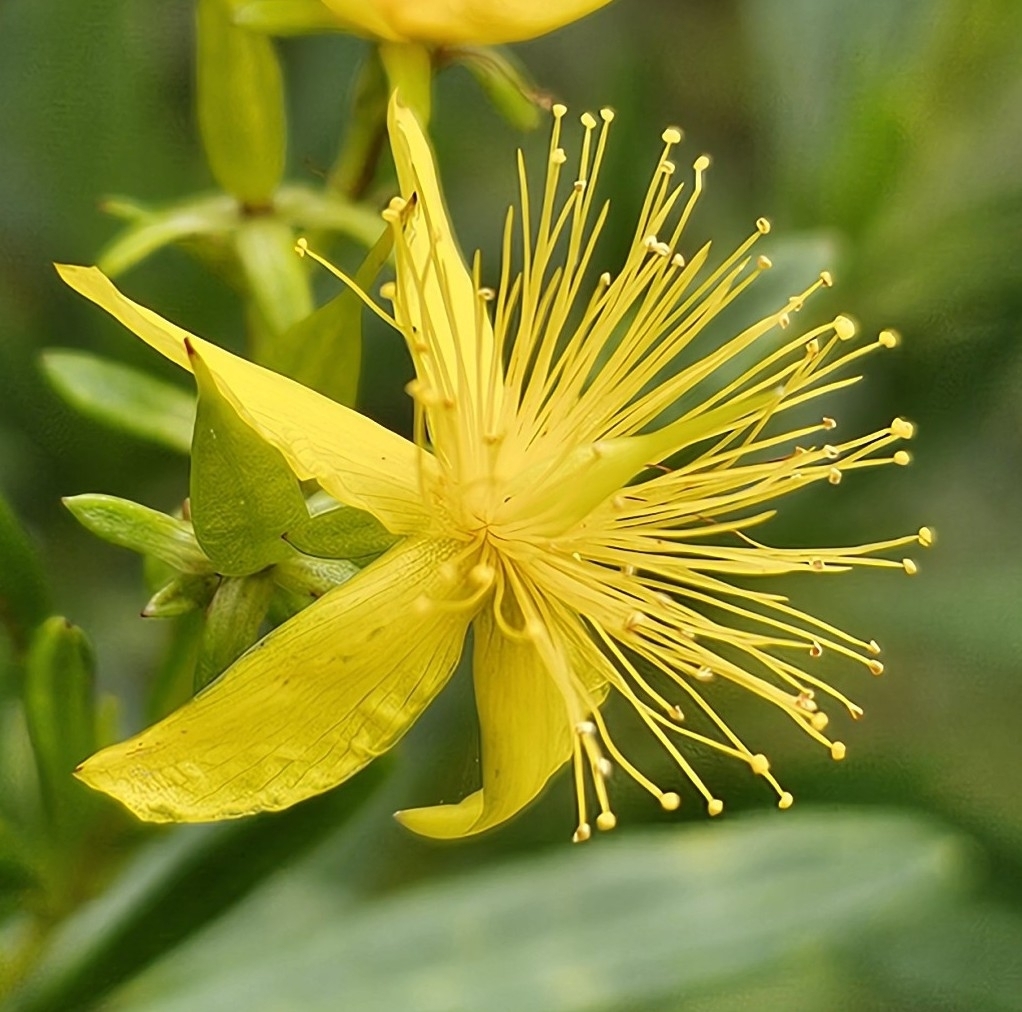 Hypericum densiflorum; photograph (c) Christopher Evans, some rights reserved (CC BY)