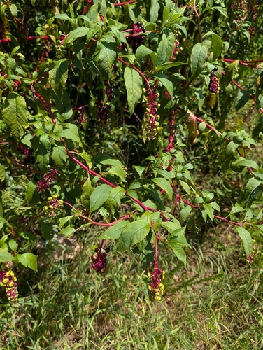 American pokeweed
