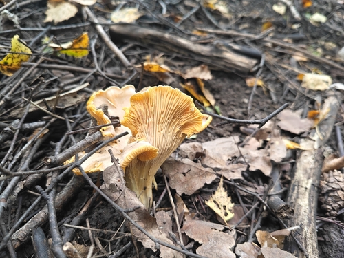 Golden Chanterelle